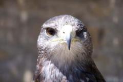 image_5245f544a5840_rapace